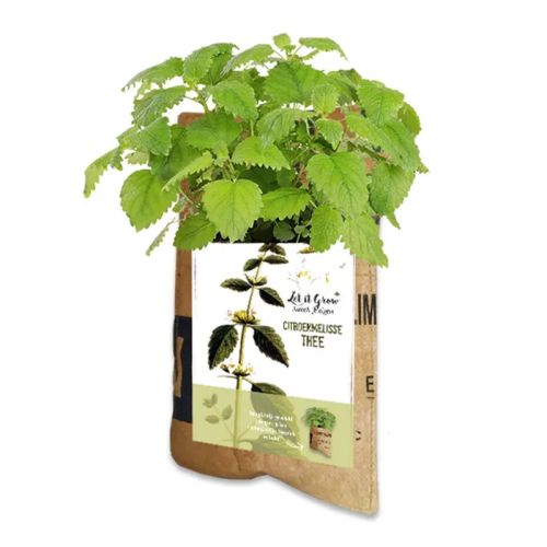 Hanging garden tea - Image 2